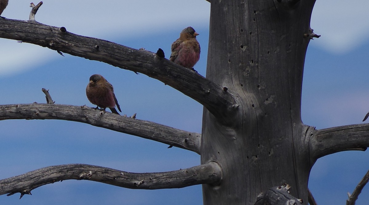 pěnkavice coloradská - ML645470497