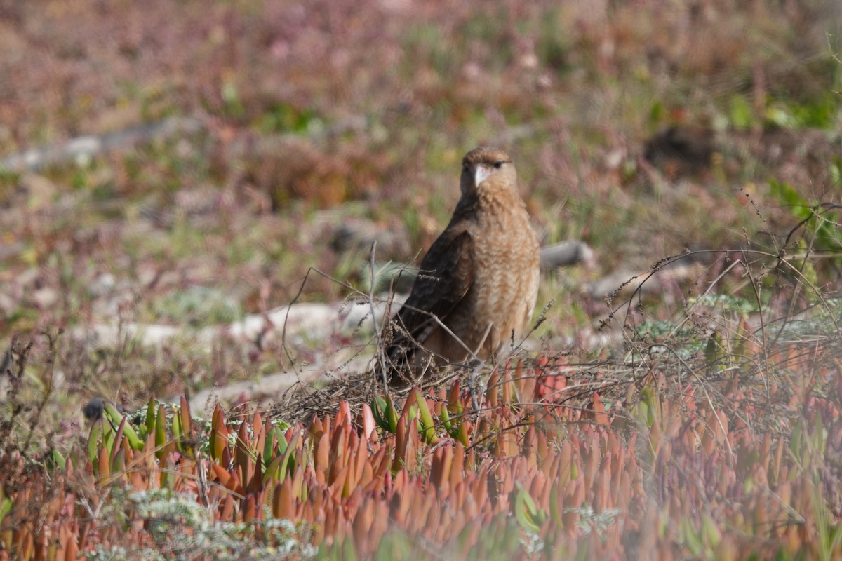 Химанго - ML645470509
