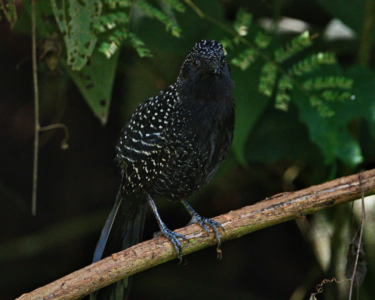 Large-tailed Antshrike - ML645470531