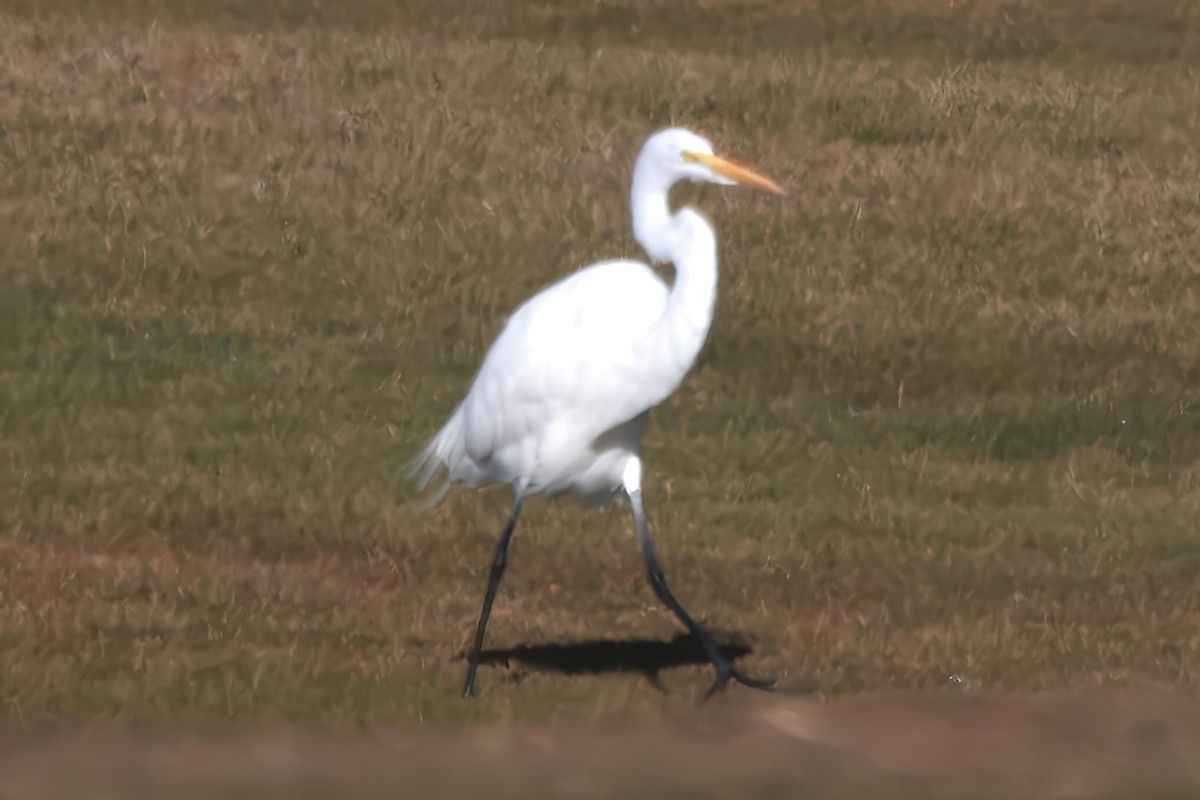 Great Egret - ML645470532