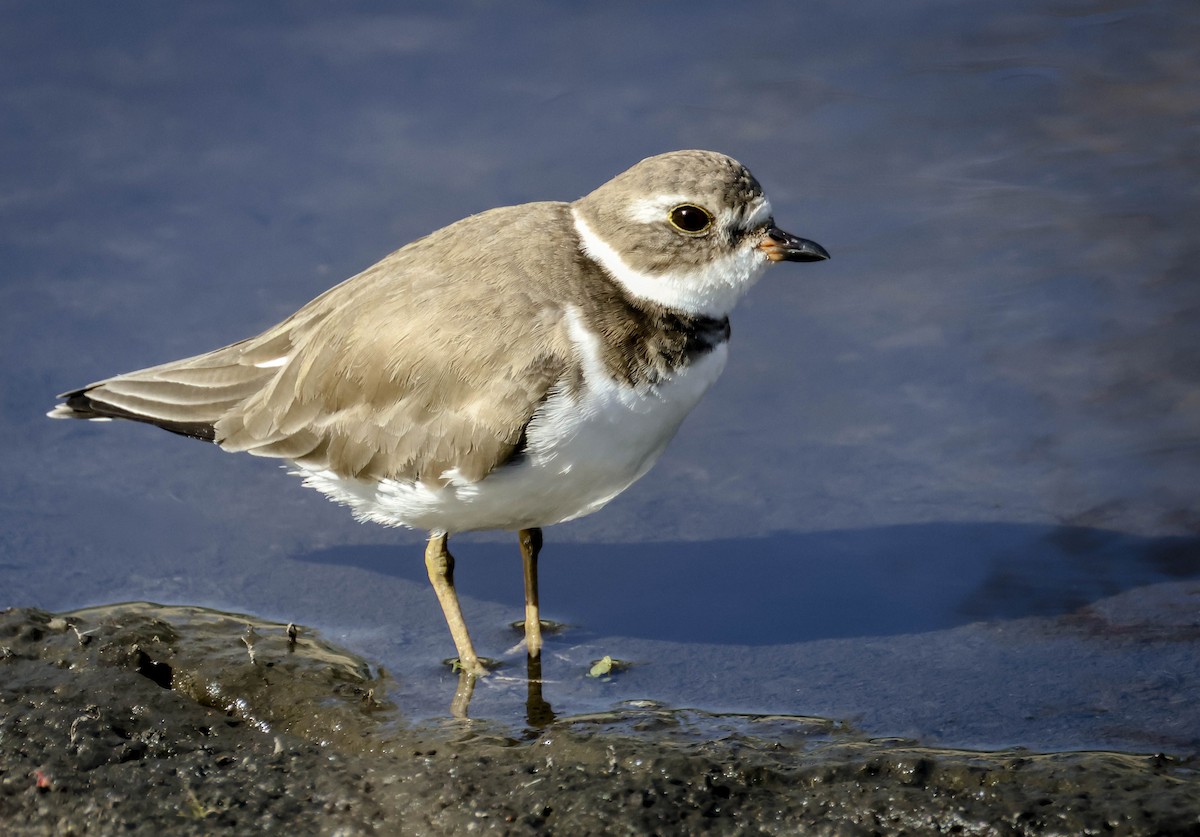 Semipalmated Plover - ML645470536