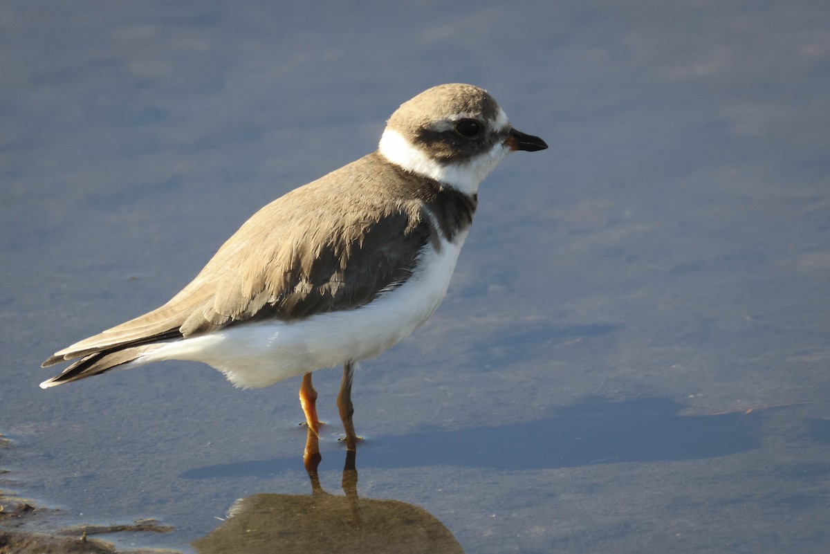 Semipalmated Plover - ML645470537