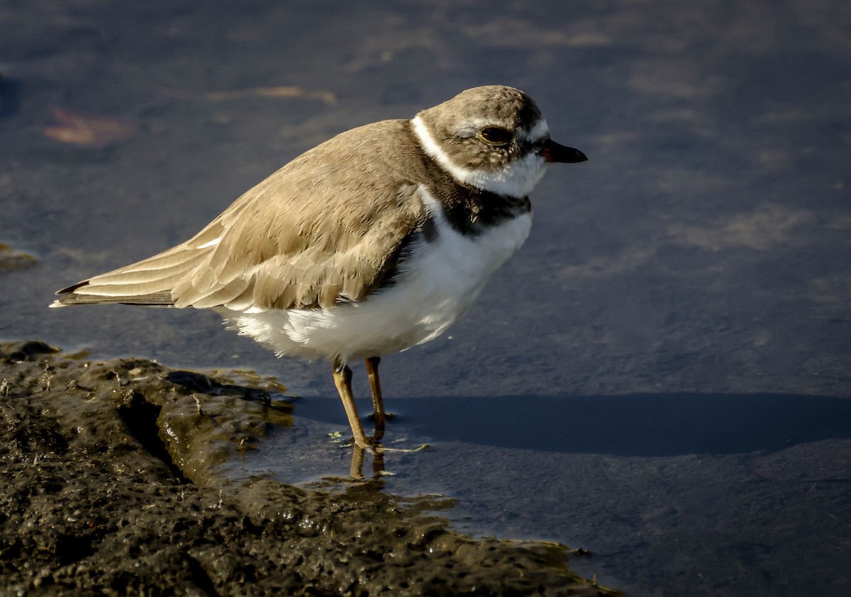 Semipalmated Plover - ML645470538