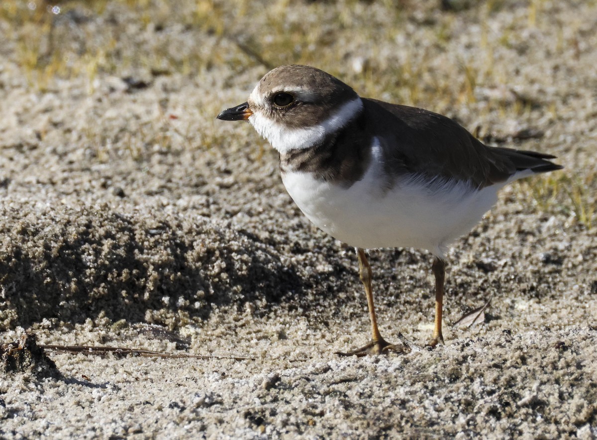 Semipalmated Plover - ML645470539