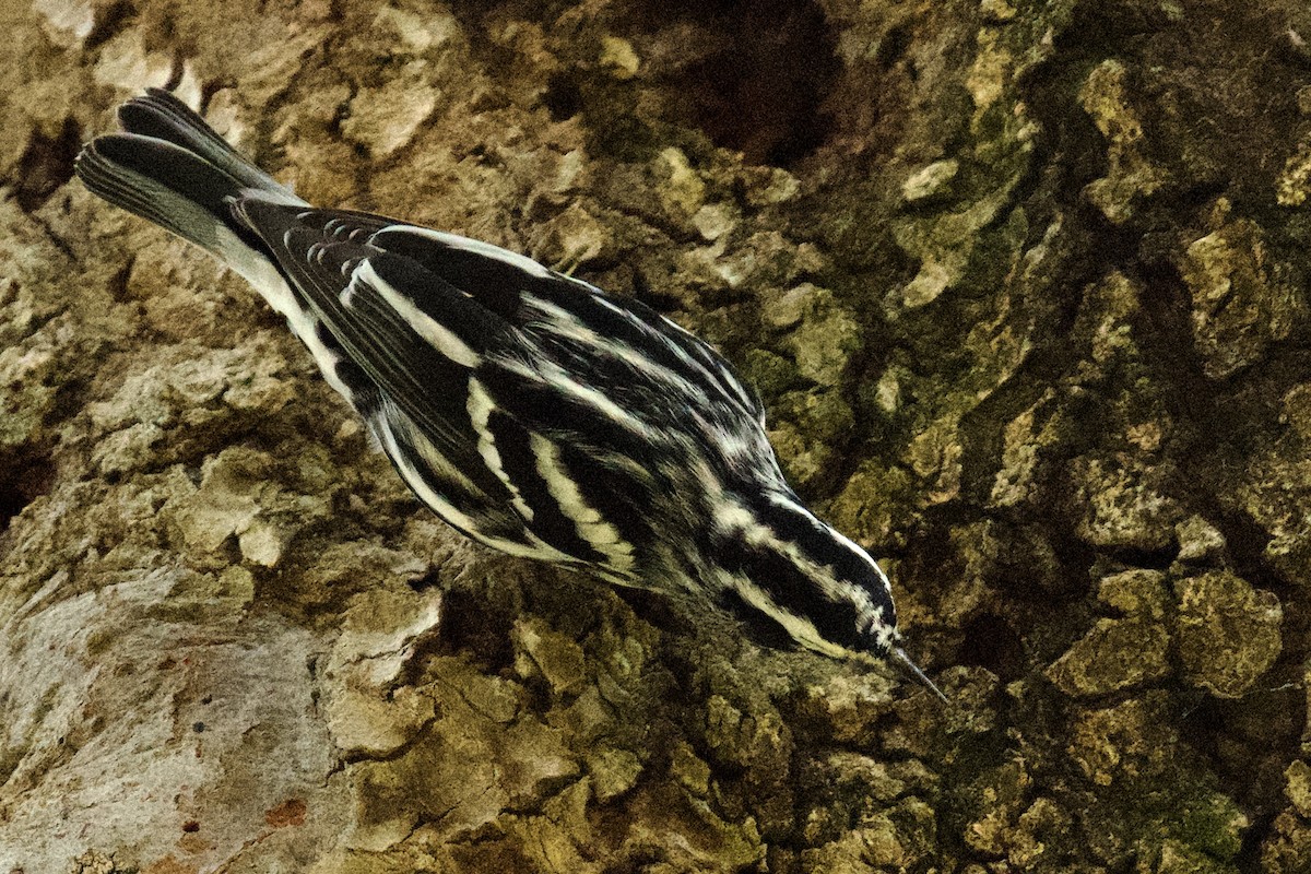 Black-and-white Warbler - ML645470550