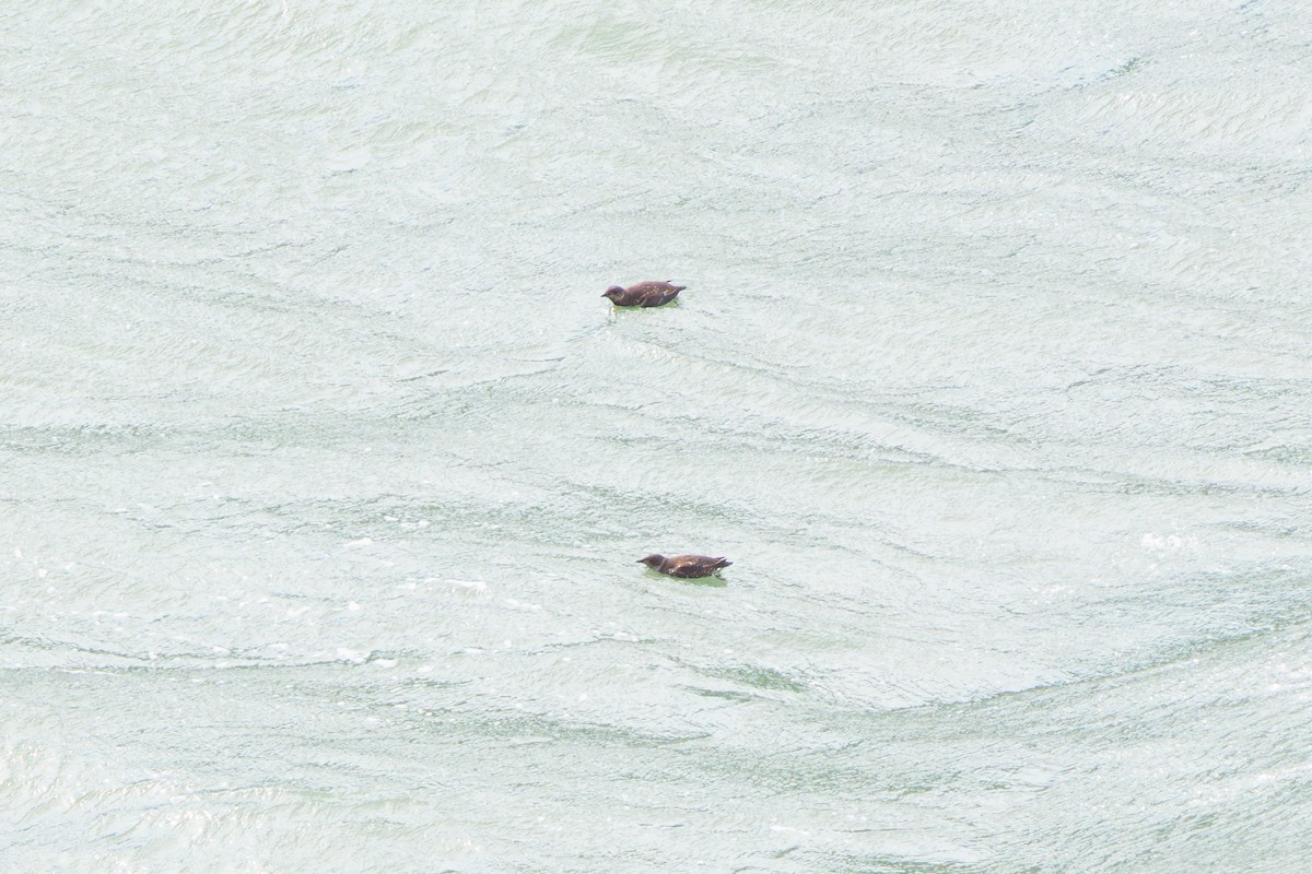 Marbled Murrelet - ML645470551