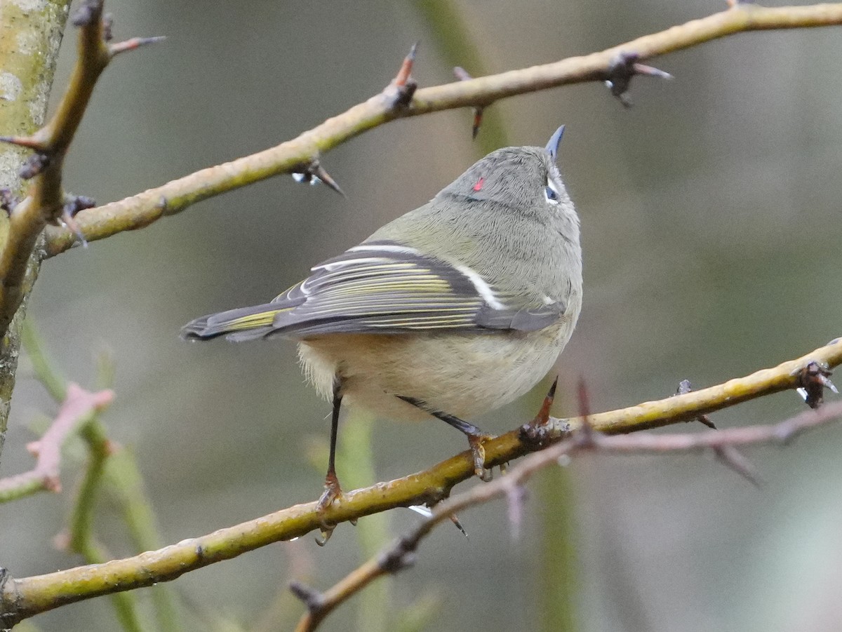 Ruby-crowned Kinglet - ML645470555