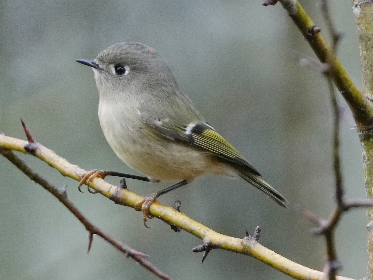 Ruby-crowned Kinglet - ML645470556