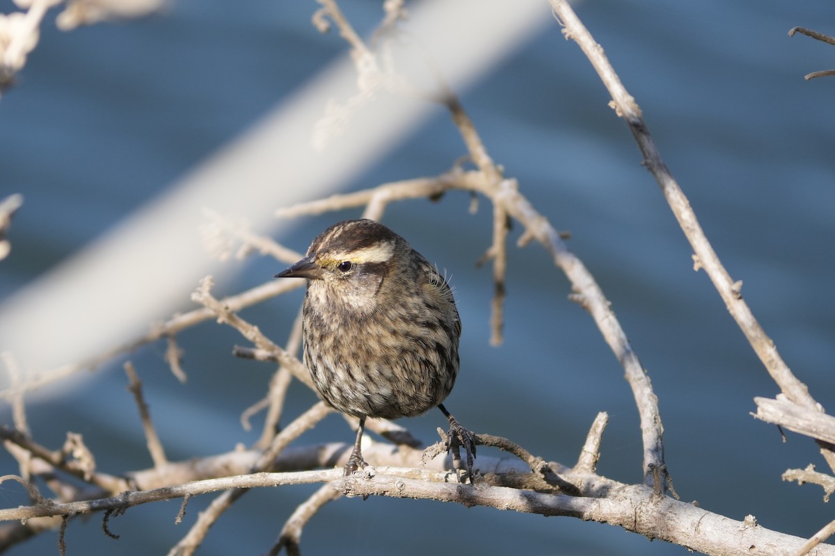 Yellow-winged Blackbird - ML645470568