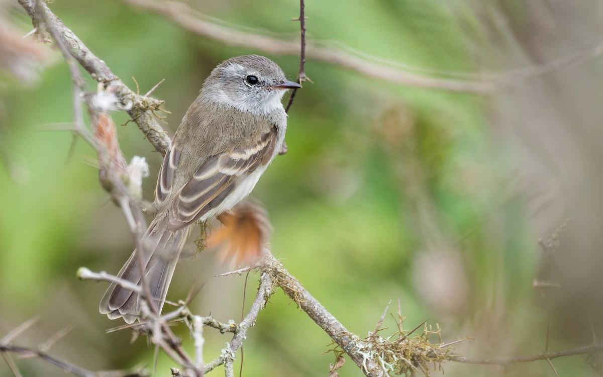 Tumbesian Tyrannulet - ML645470572