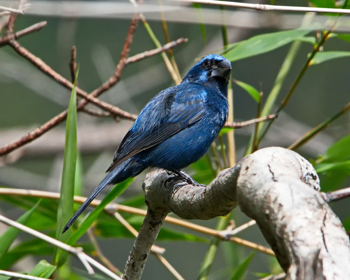 Ultramarine Grosbeak - ML645470575