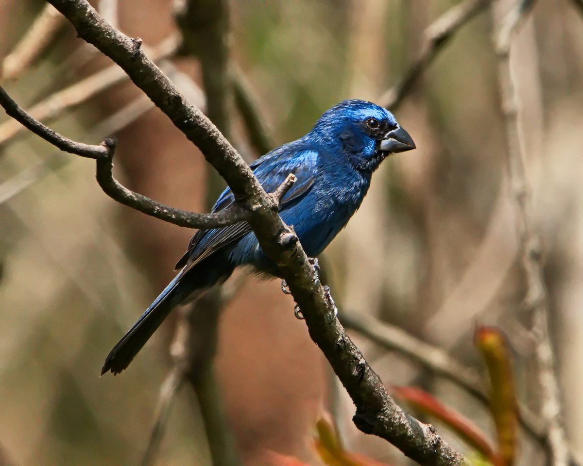Ultramarine Grosbeak - ML645470576