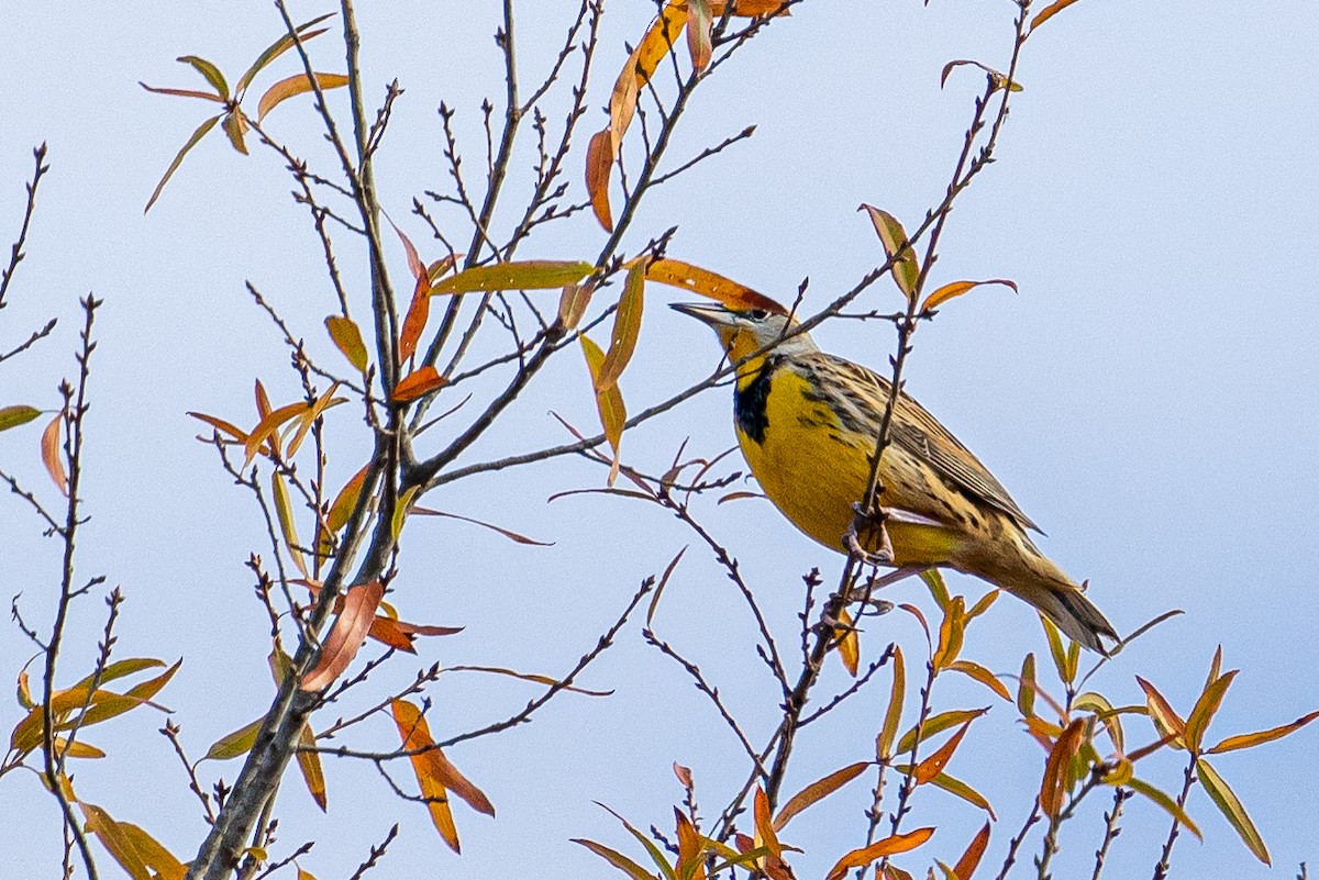 Eastern Meadowlark - ML645470577