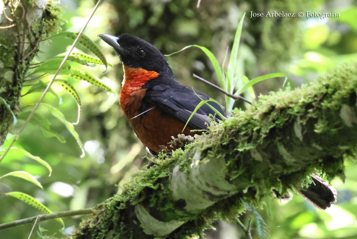 Red-ruffed Fruitcrow - ML645470581