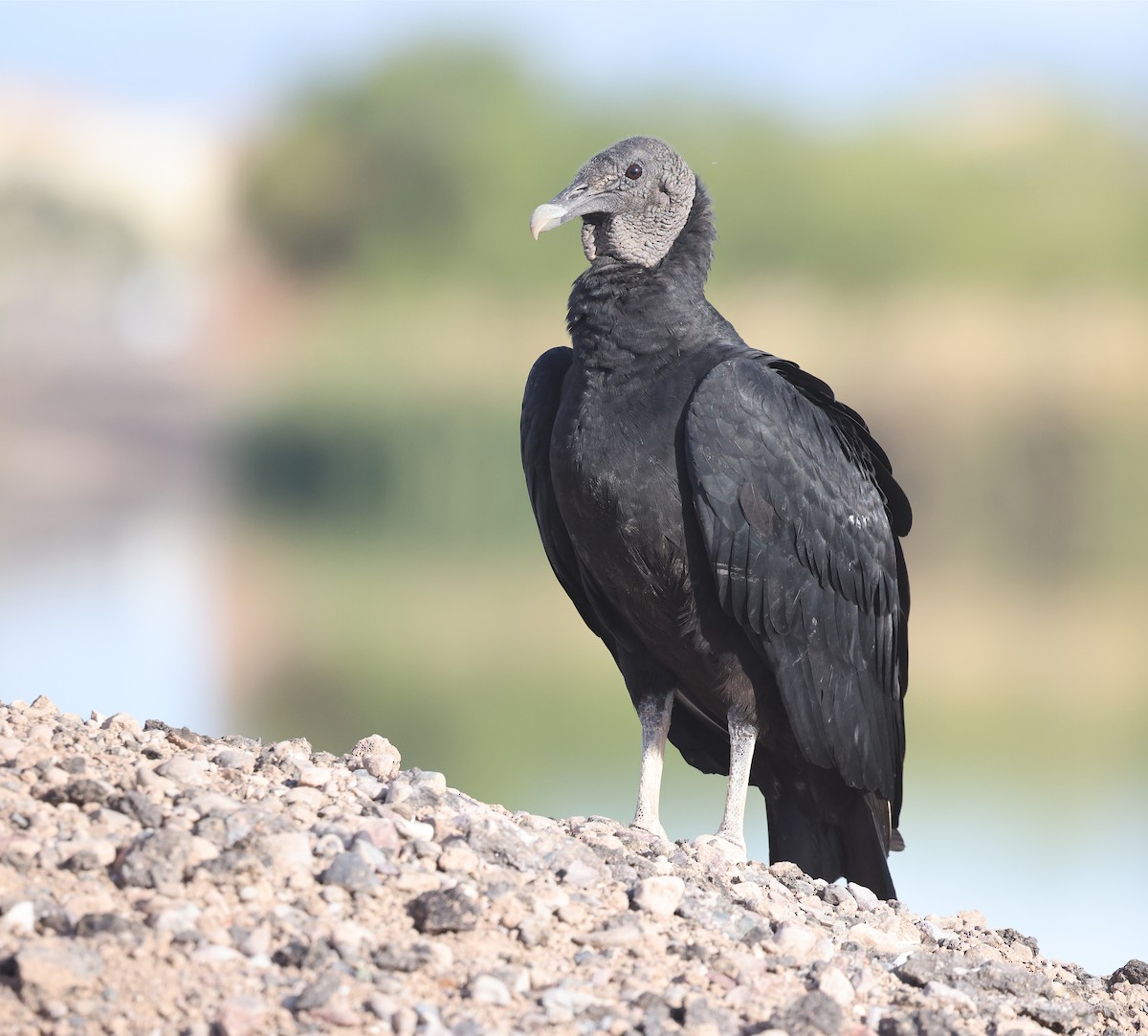 Black Vulture - ML645470585