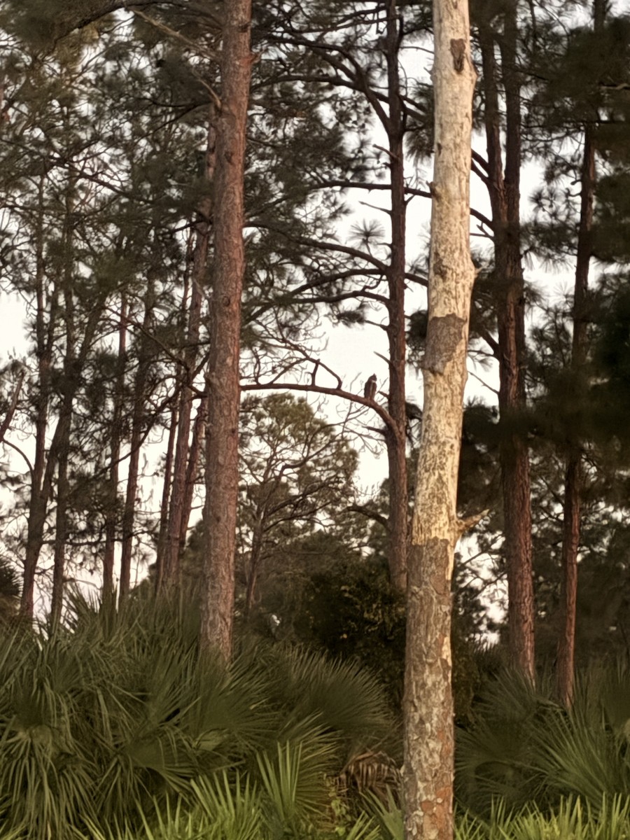 Great Horned Owl - ML645470591