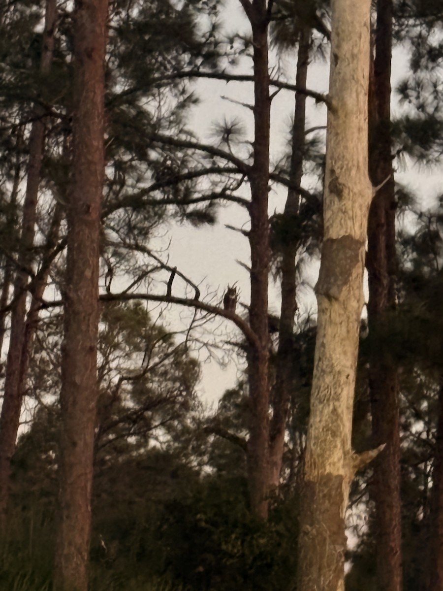 Great Horned Owl - ML645470592