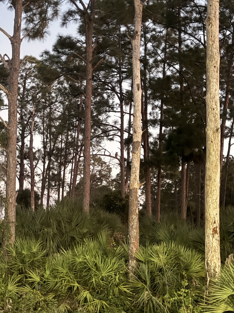 Great Horned Owl - ML645470593