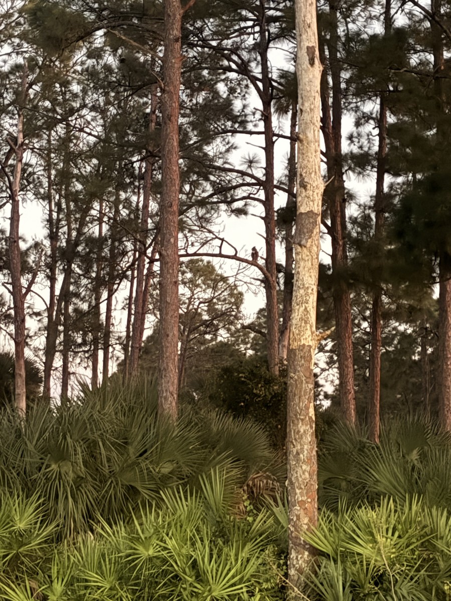 Great Horned Owl - ML645470594