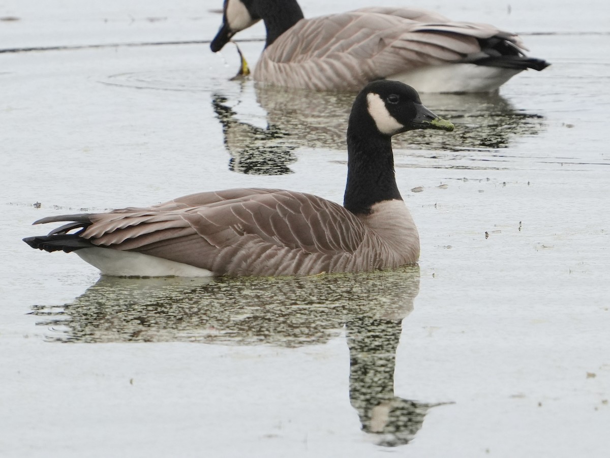 小加拿大雁 - ML645470597