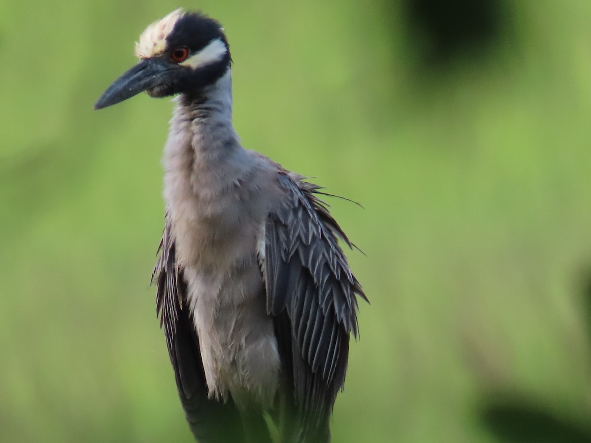 Yellow-crowned Night Heron - ML645470603