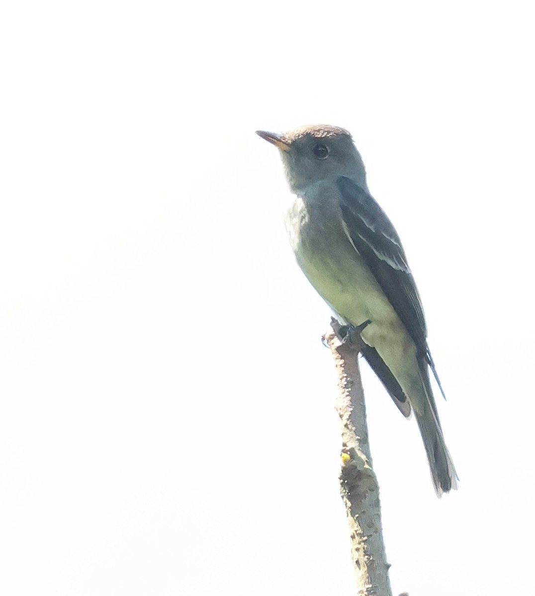 Blasskehl-Schnäppertyrann - ML645470605