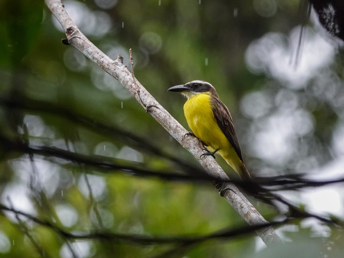 Boat-billed Flycatcher (South American) - ML645470610