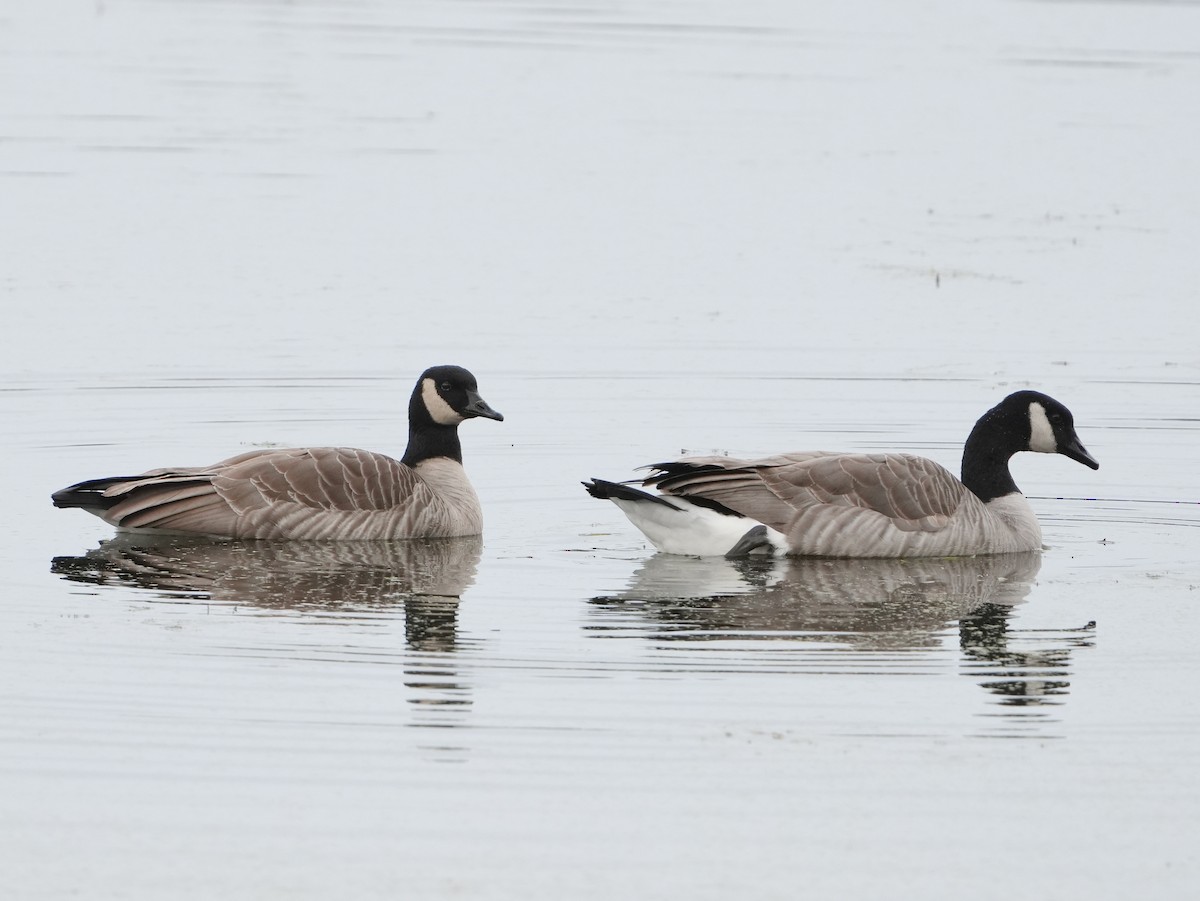 小加拿大雁 - ML645470611