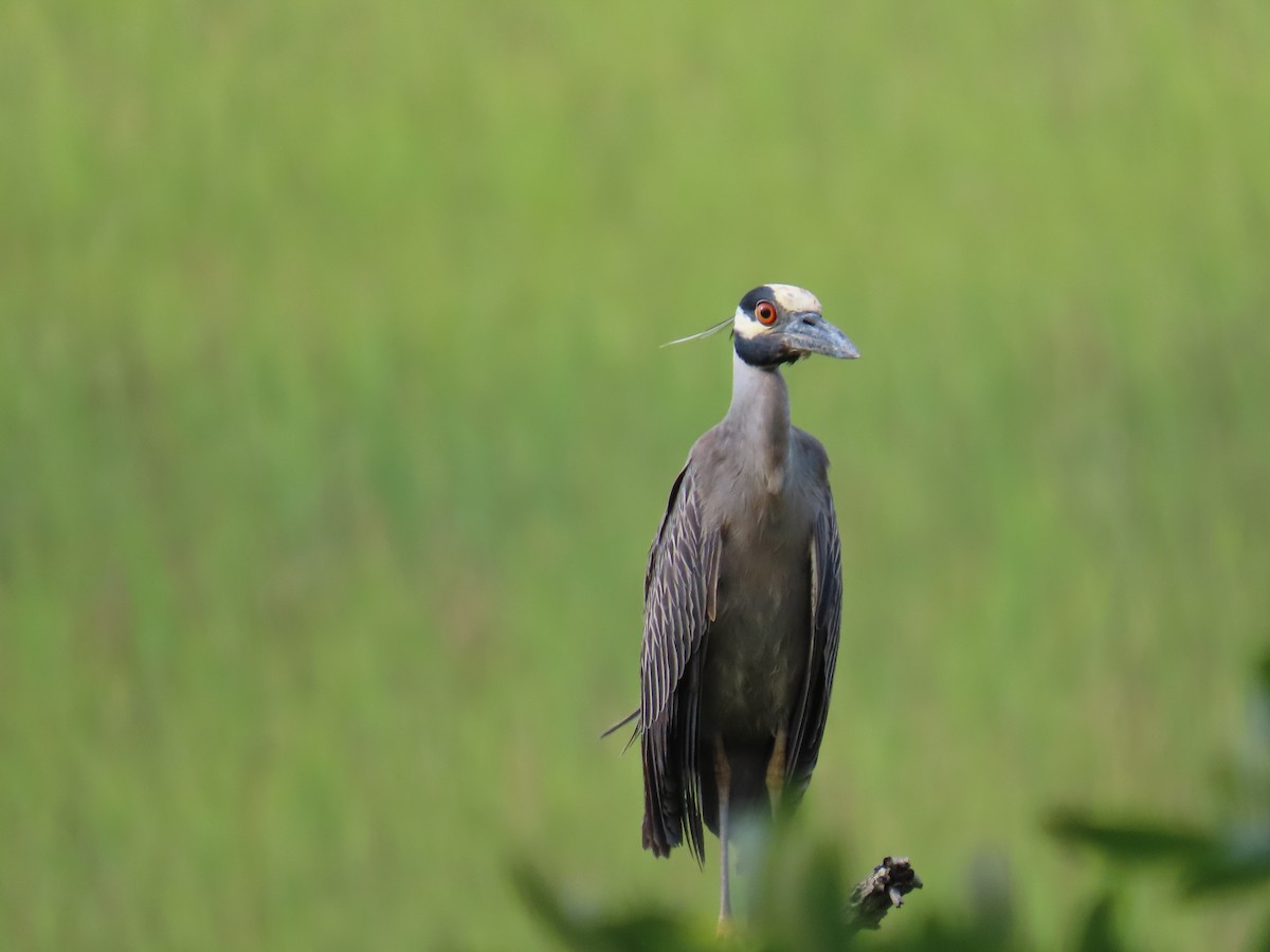 Yellow-crowned Night Heron - ML645470614