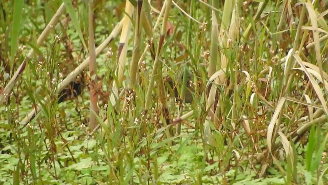 Ecuadorian Rail - ML645470617