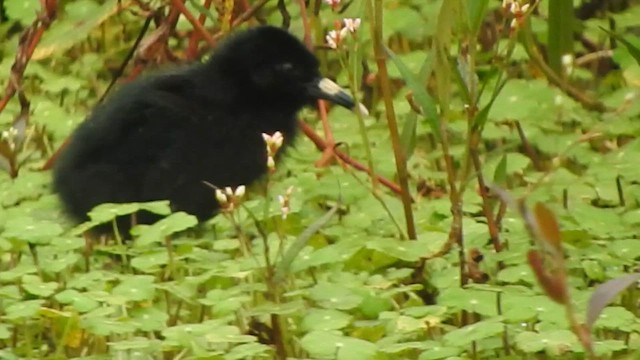 Ecuadorian Rail - ML645470618