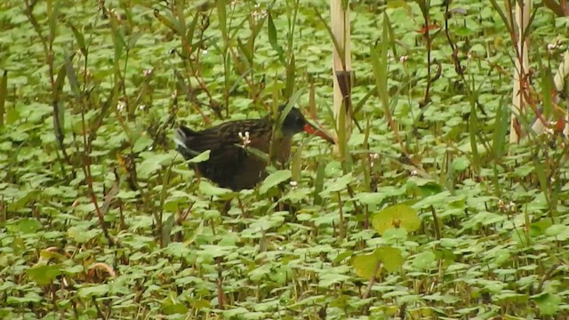 Ecuadorian Rail - ML645470621