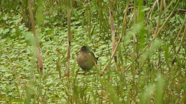 Ecuadorian Rail - ML645470634