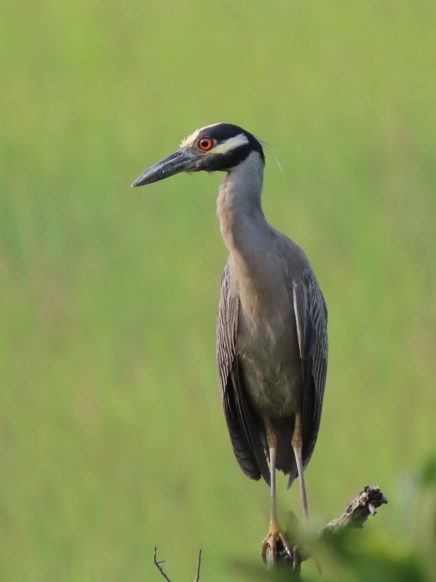 Yellow-crowned Night Heron - ML645470644