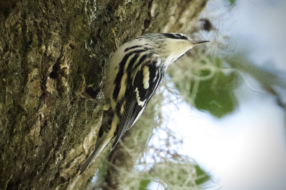 Black-and-white Warbler - ML645470645