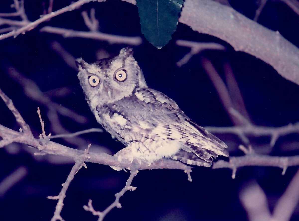 Eastern Screech-Owl - ML645470648