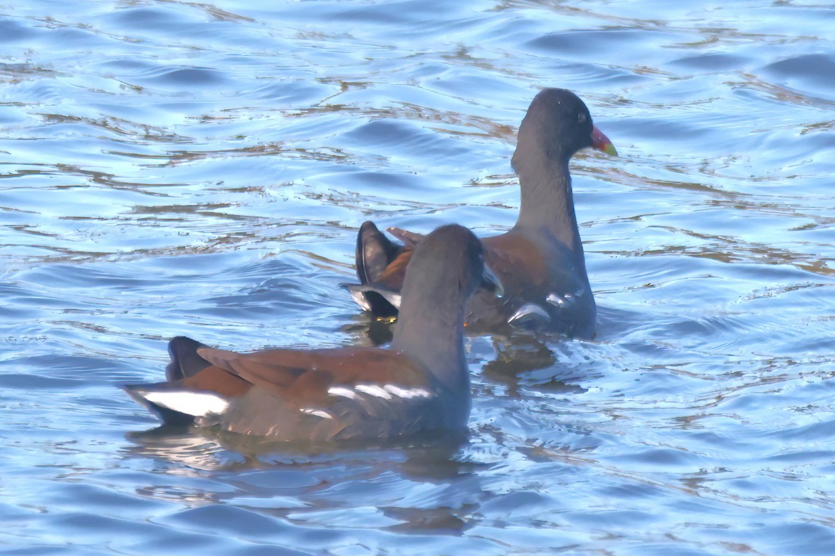 Amerika Sutavuğu - ML645470649