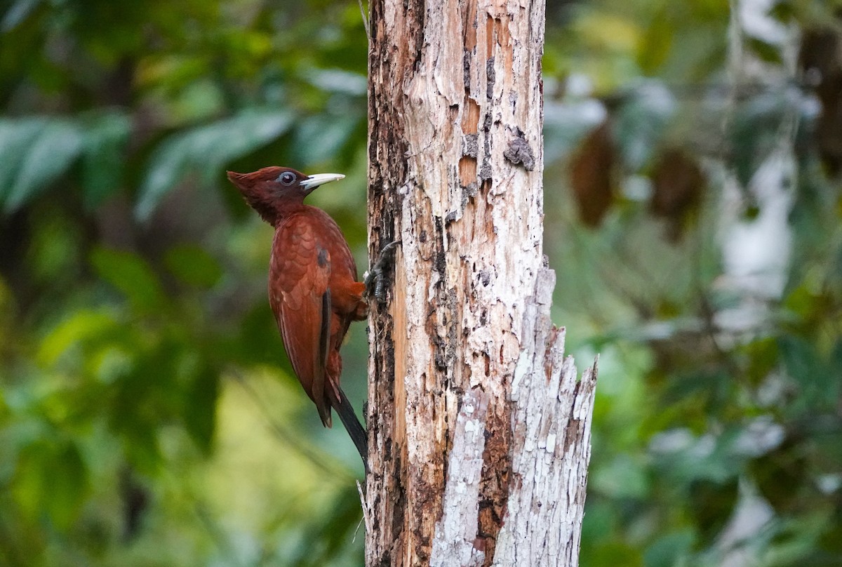 Chestnut Woodpecker - ML645470650