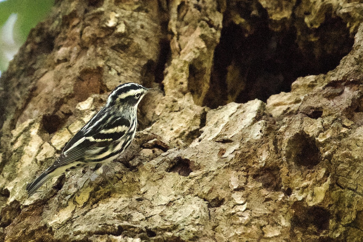 Black-and-white Warbler - ML645470656