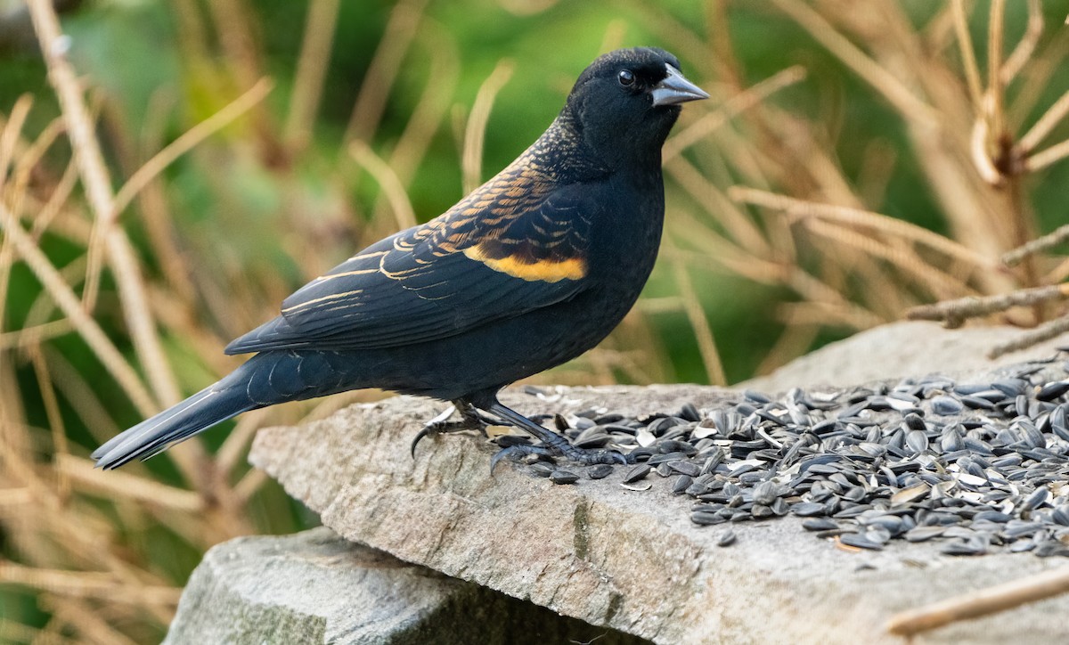 Красноплечий трупиал - ML645470671