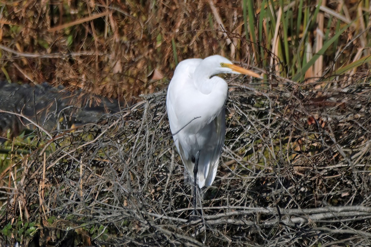Great Egret - ML645470672