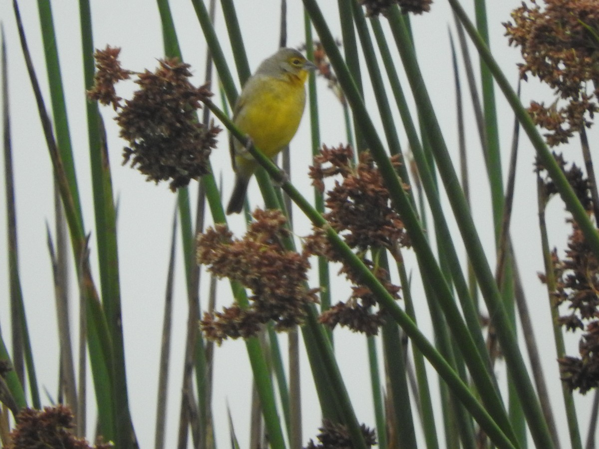 Короткоклювый зерноед - ML645470680