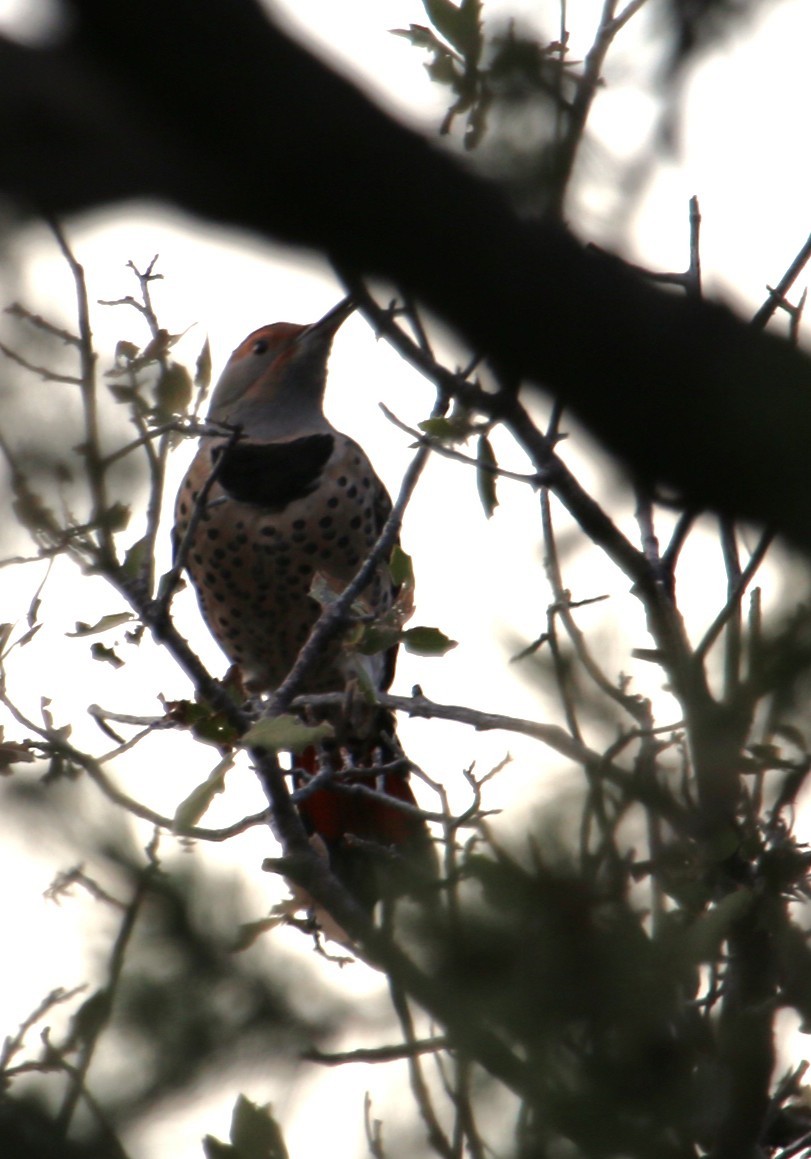 נקר צפון-אמריקני - ML645470681