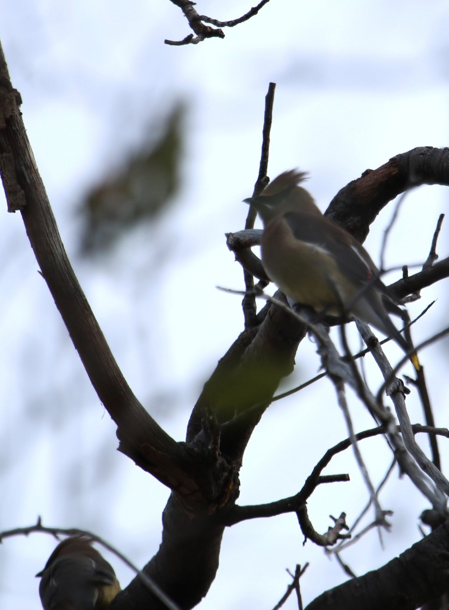 ציצנית אמריקנית - ML645470690