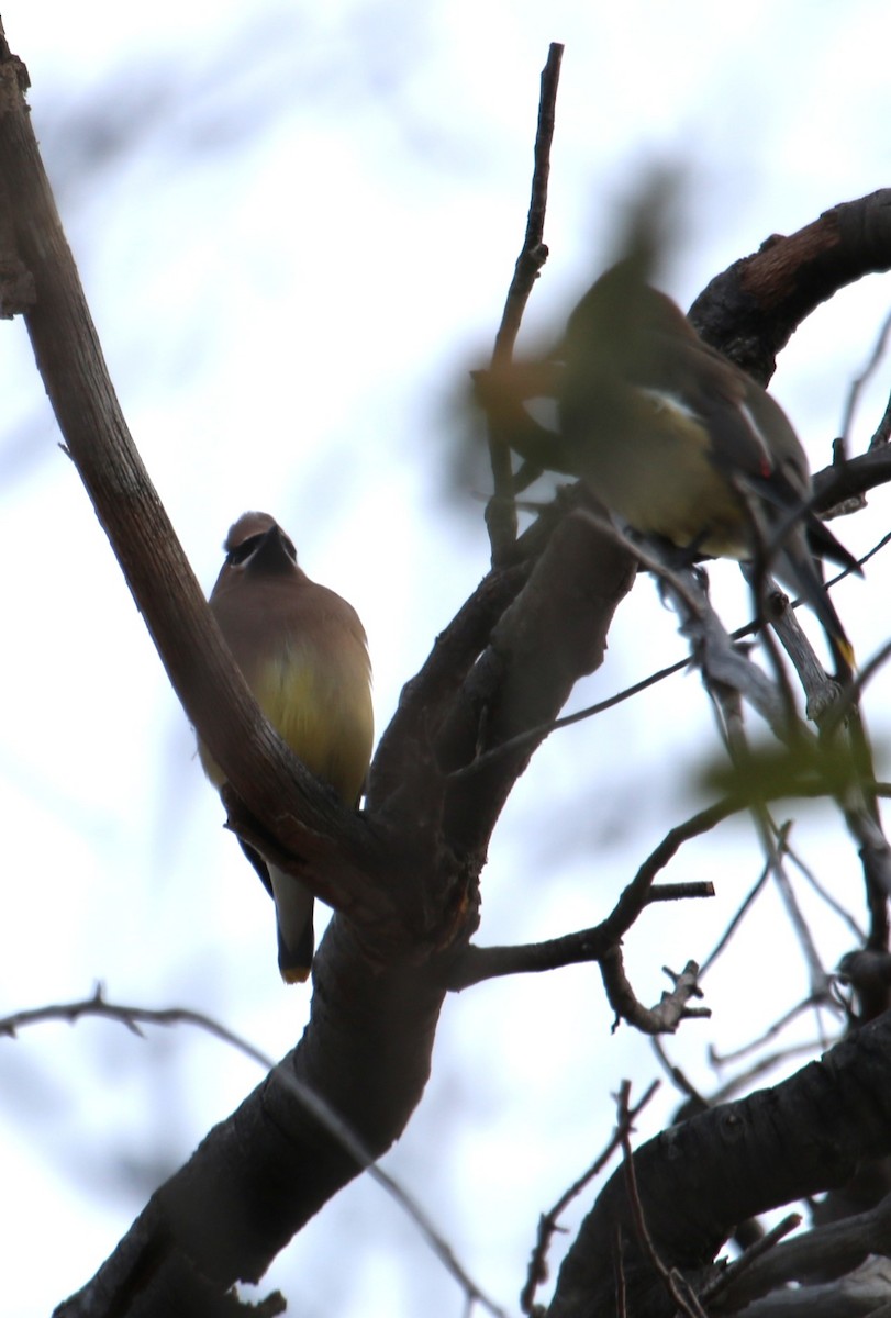 Cedar Waxwing - ML645470691