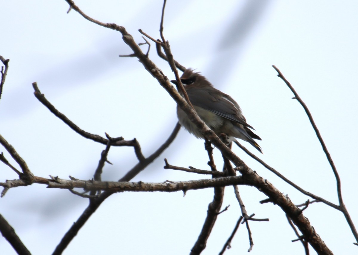 Cedar Waxwing - ML645470692