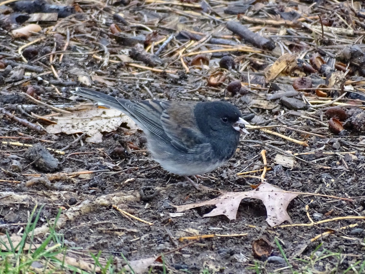 strnadec zimní (ssp. cismontanus) - ML645470695