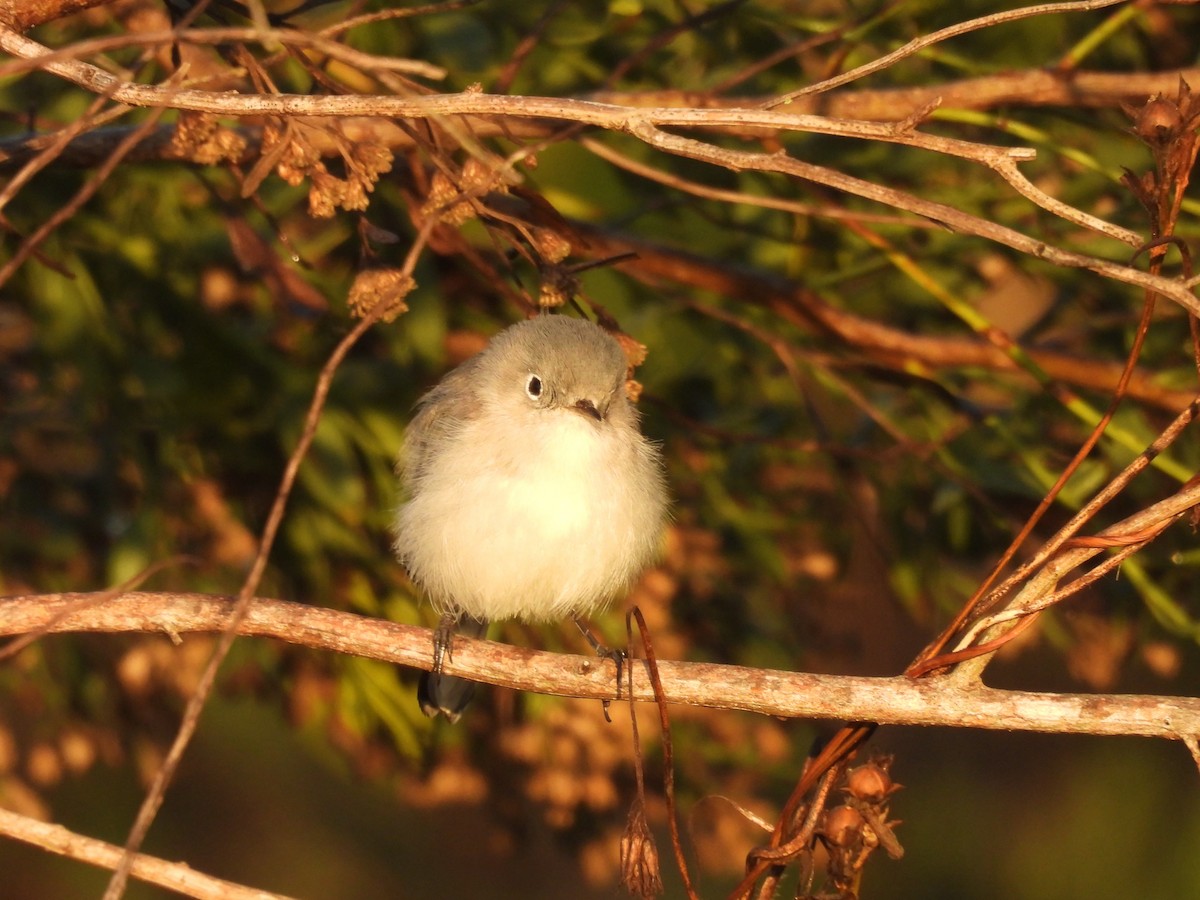 Голубая комароловка - ML645470702