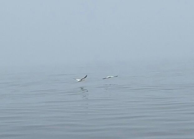 havsule - ML645470703