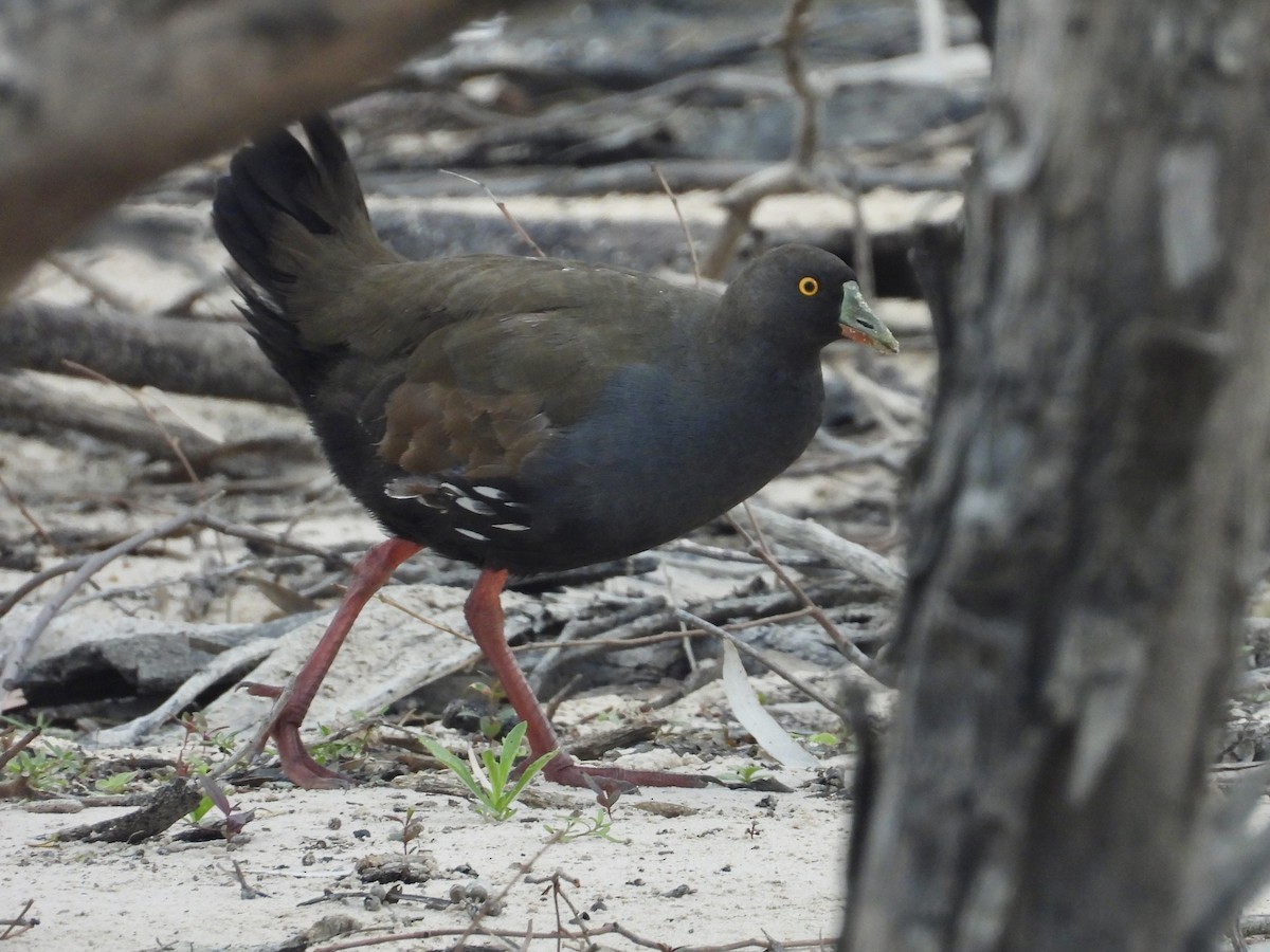 Black-tailed Nativehen - ML645470705